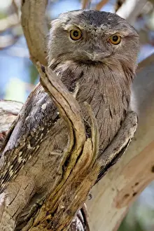 Tawny Frogmouth sitting on a tree branch (Podargus Strigoides)