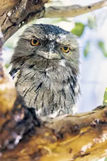 Images Dated 2022: Tawny Frogmouth sitting on a tree branch (Podargus Strigoides)