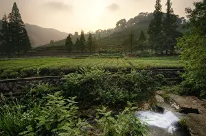 China East Asia Prints: Tea Plantation in Hanzhou, China
