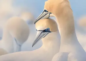 Kristian Bell Photography Prints: Tender moment between wild Australasian gannet (Morus serrator) couple