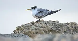 Lea Scaddan Prints: Tern profile