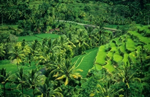 Terraced rice-fields, on the eastern side of the island of Bali, Indonesia Terraced rice-fields, on the eastern side of the island of Bali, Indonesia