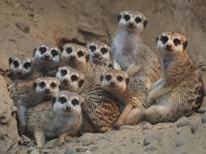 Meerkats Collection: Theres always one in every crowd