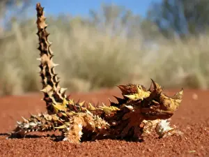Thorny devil