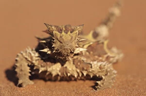 Natphotos Collection: Thorny Devil, Alice Springs, Northern Territory, Australia
