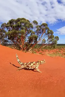 Thorny Devil lizard, Australia