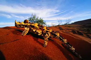 Northern Territory Prints: Thorny devil lizard (Moloch horridus) Australia, close-up