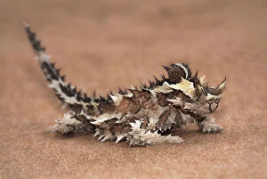 Images Dated 28th November 2014: Thorny Devil (Moloch horridus)