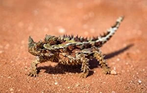 Images Dated 12th September 2016: Thorny Dragon