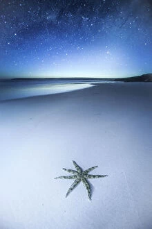 John White Photos Collection: Thousands of stars and a starfish. Starfish on a beach at night