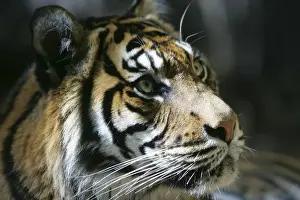 Looking Up Prints: Tiger