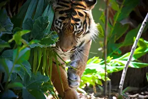 Tiger in forest