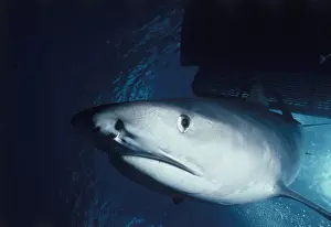 Prints of Tiger Shark Discover the beauty and vulnerability of Australia's sharks: Tiger Shark