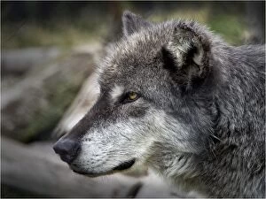 Images Dated 15th September 2013: Timber Wolf