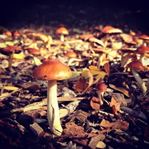 Jodie Griggs Prints: Tiny mushroom