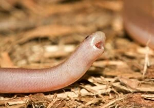 Images Dated 19th November 2014: Tired blind snake@Cape Leveque, WA