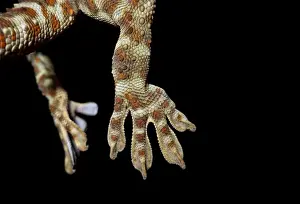 Tokay gecko