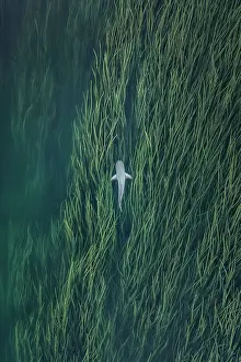 Top-down drone shot showing a bull shark swimming in the reeds of the Ord River, Kununurra, The Kimberley, Western Australia, Australia