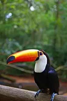 Vibrant Color Prints: Toucan bird, Iguacu falls, Brazil