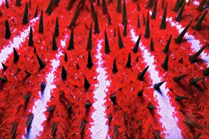 Pacific Prints: Detail of toxic Crown-of-thorns starfish (Acanthaster planci)