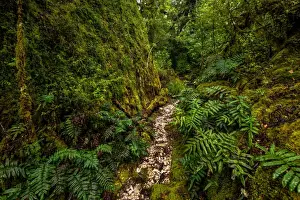 Track to Frenchmans Cap, Franklin-Gordon Wild Rivers National Park, Tasmanis