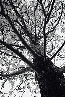 Trunk Prints: Tree Abstract in Black and white