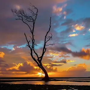 Prints of Sunrise on the flats Mitchell Pettigrew Photography Prints: Tree Art