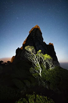 Images Dated 20th April 2019: A tree beneath the Needles in Stuart Saddle, Eastern Arthur Range