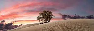 Dunes Prints: Tree Amongst the Dunes