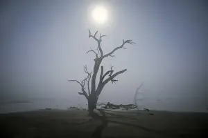 Kathryn Diehm Prints: tree in fog with moonlight