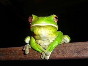 Frogs Collection: Tree frog