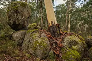 Tree growing in between the boulders at Cathedral Rock National Park