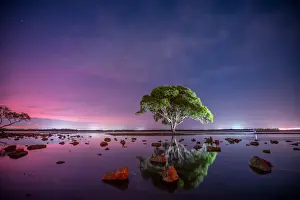 Tree Lights