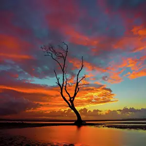Prints of Low Tide sunrise Mitchell Pettigrew Photography Prints: Tree at low tide