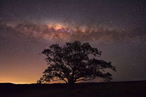 Images Dated 27th April 2014: Tree with milkyway above it