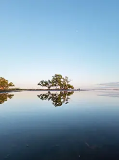 Prints of Moreton Bay morning Mitchell Pettigrew Photography Prints: Tree mirror