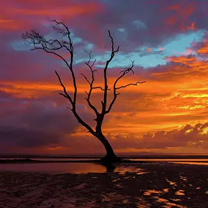 Prints of Sunrise at low tide Mitchell Pettigrew Photography Prints: Tree Morning