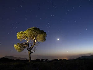 Perseids Meteor Shower Collection: A tree of alone pine in the mountain, a night of blue sky of full moon and stars