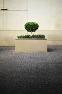 Barbara Fischer Collection: Tree