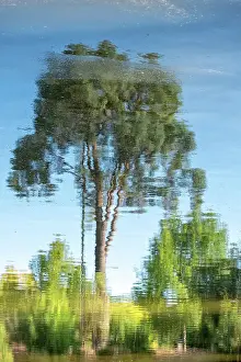 Prints of aright way up reflection of a tree on the surface of a dam, looks like an abstract painting Louise Docker Photography Prints: Tree reflections