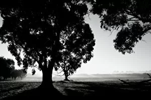 Images Dated 19th June 2013: Tree Silhouette