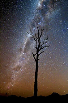 Images Dated 26th May 2015: Tree under stars and the Milky Way