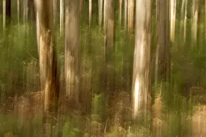 Tree trunk in woods