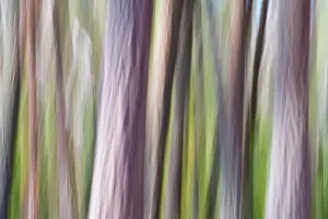 Backgrounds Prints: Tree Trunks