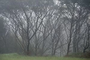 Barbara Fischer Collection: Trees in fog