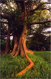 Images Dated 9th January 2013: Treescape Lord Howe Island
