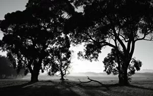 Images Dated 19th June 2013: Triple Tree Silhouette