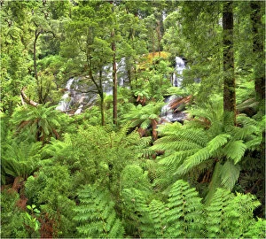 Images Dated 7th February 2011: Triplet falls, Otway ranges, Victoria, Australia