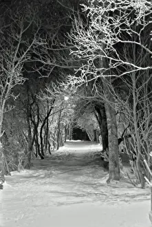 Images Dated 9th January 2011: Tromso park footpath during polar night