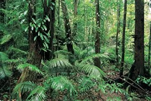 Images Dated 27th May 2014: Tropical Rainforest, Mossman Gorge, Daintree National Park, Queensland, Australia